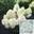 Гортензия метельчатая ‘Royal Flower®’ Hydrangea paniculata ‘Royal Flower® ‘